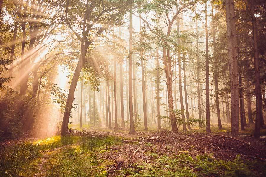 kaiyun-中(zhōng)国電(diàn)竞战队奪(duó)得世界冠军